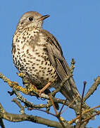 Mistle Thrush