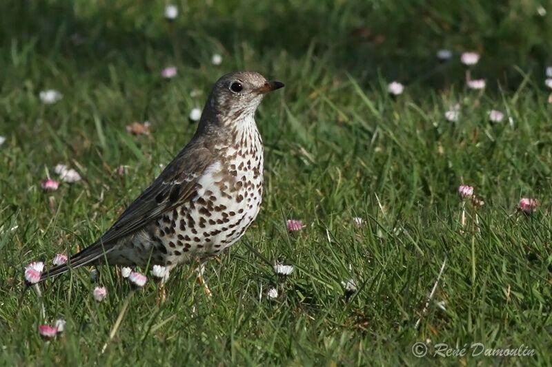 Grive draineadulte, identification