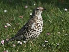 Mistle Thrush