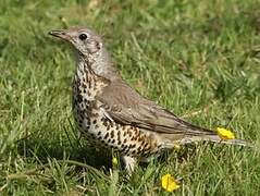 Mistle Thrush