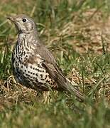 Mistle Thrush