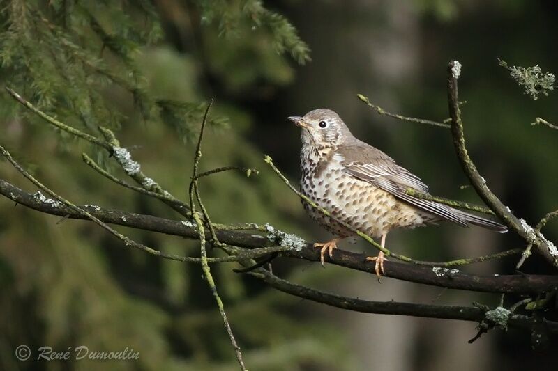 Grive draineadulte, identification