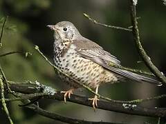 Mistle Thrush