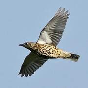 Mistle Thrush