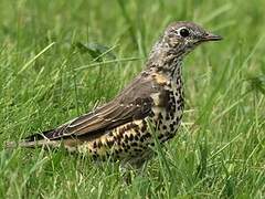 Mistle Thrush