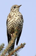 Mistle Thrush