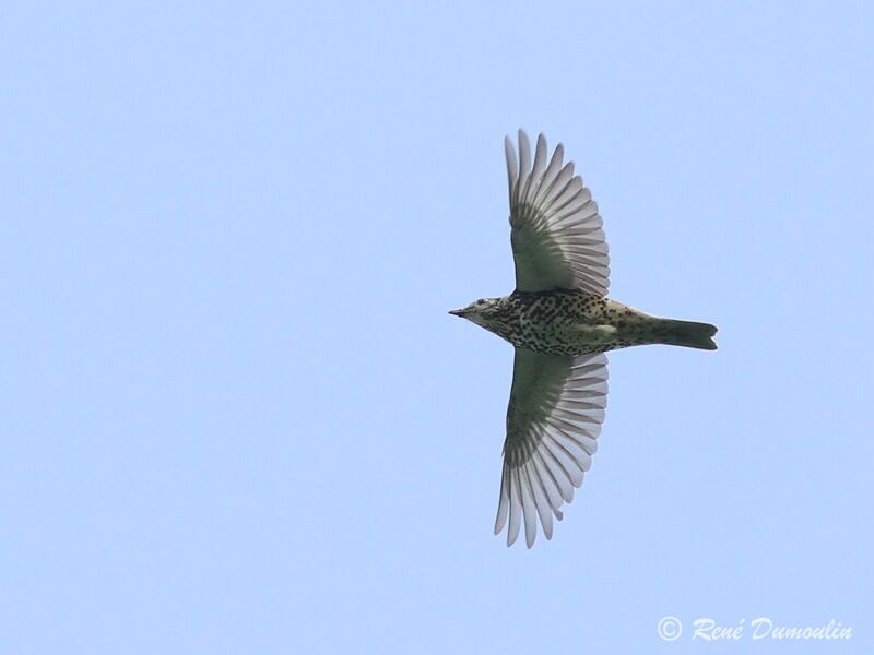 Mistle Thrush, Flight