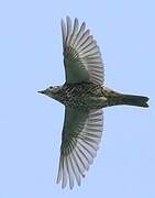 Mistle Thrush