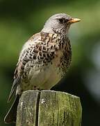 Fieldfare