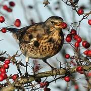 Fieldfare