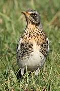 Fieldfare