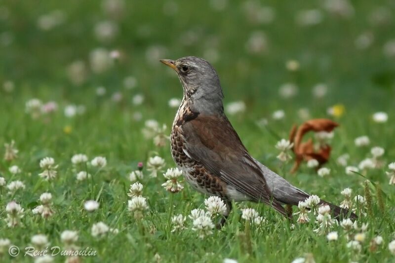 Fieldfareadult breeding, identification