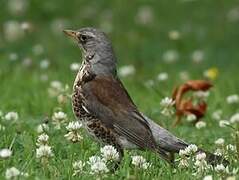 Fieldfare