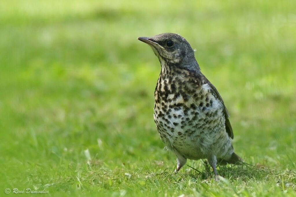 Fieldfarejuvenile, identification