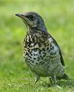 Fieldfare