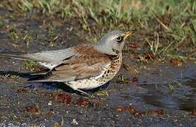 Fieldfare