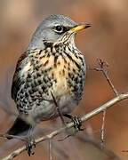 Fieldfare