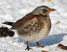 Fieldfare