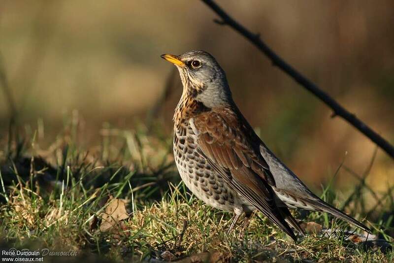 Grive litorne adulte redu212778