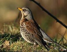 Fieldfare