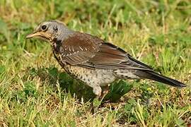 Fieldfare