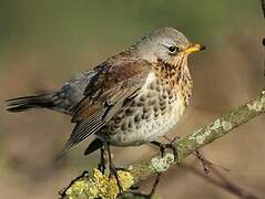 Fieldfare