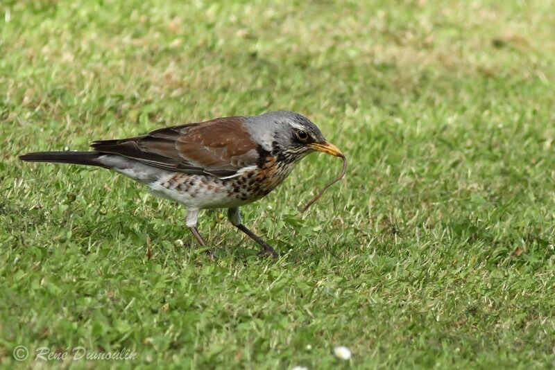 Fieldfareadult, identification, feeding habits