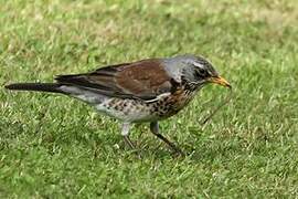 Fieldfare