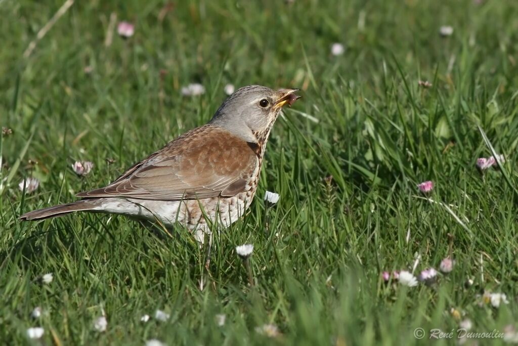 Grive litorneadulte, identification, régime, mange