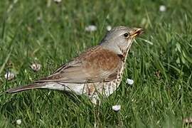 Fieldfare