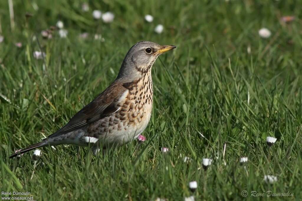 Fieldfareadult, identification