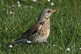 Fieldfare