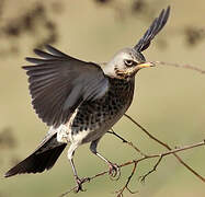 Fieldfare