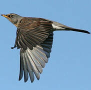 Fieldfare