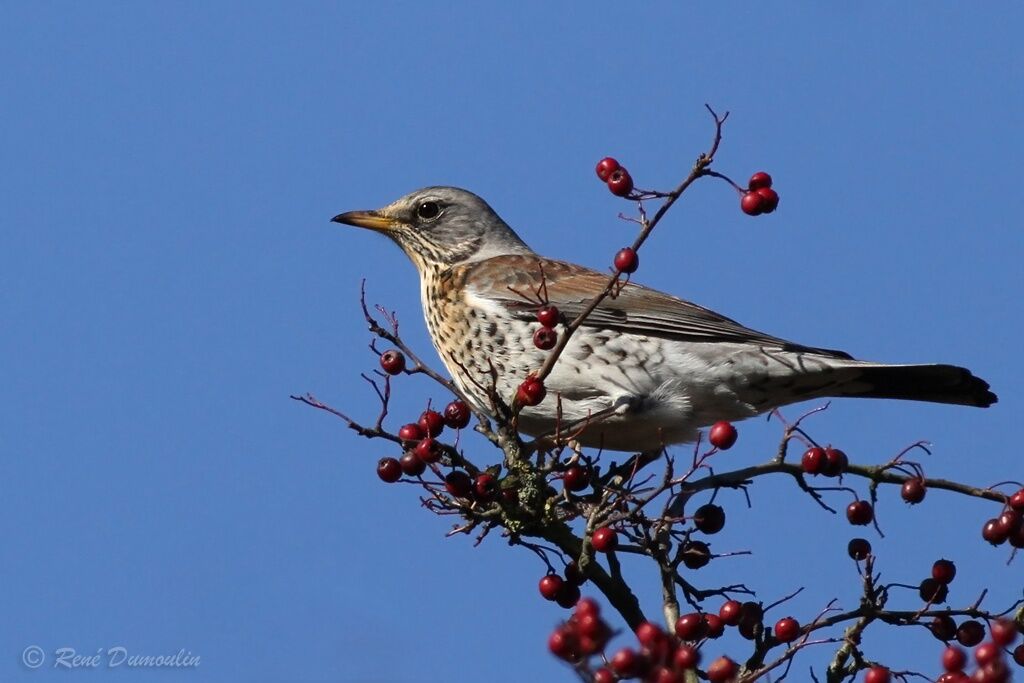 Grive litorneadulte, identification