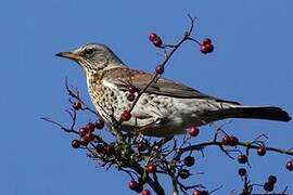 Fieldfare