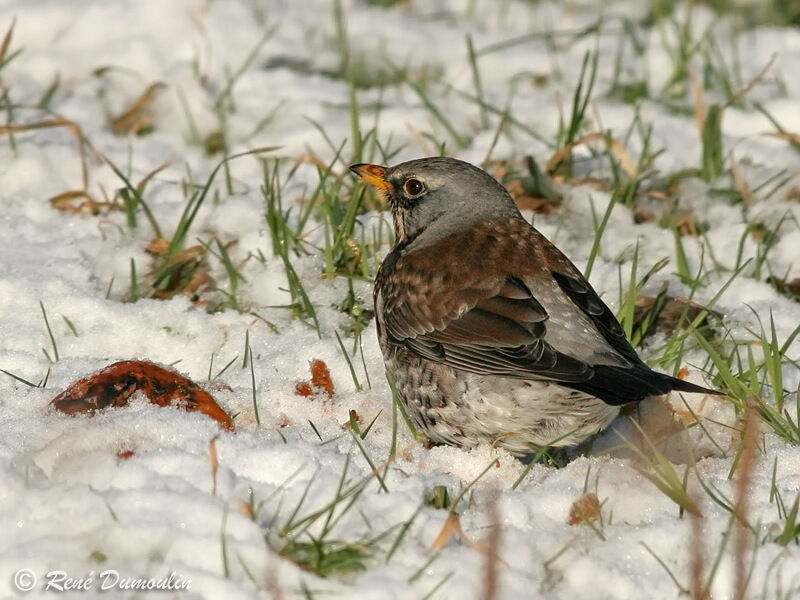 Fieldfareadult, identification