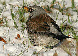 Fieldfare