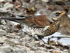 Fieldfare