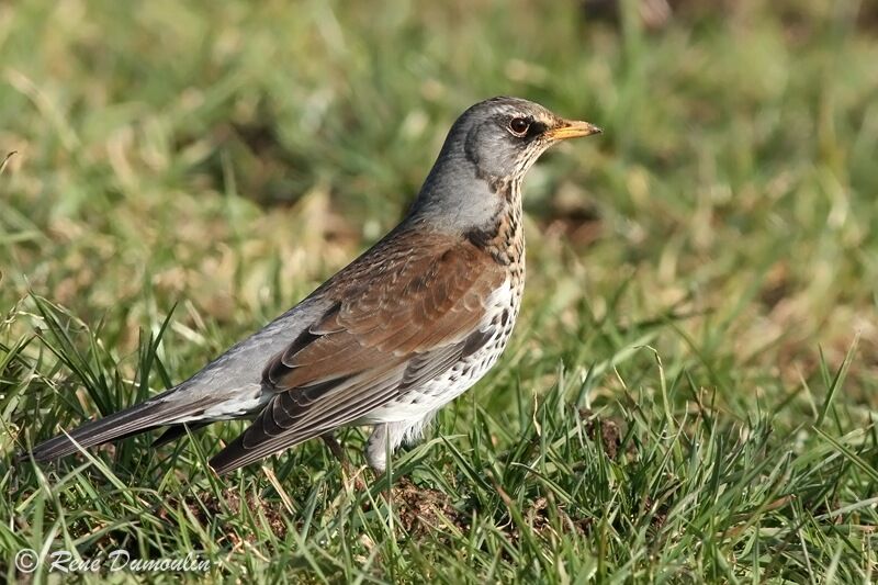 Fieldfare