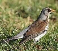 Fieldfare