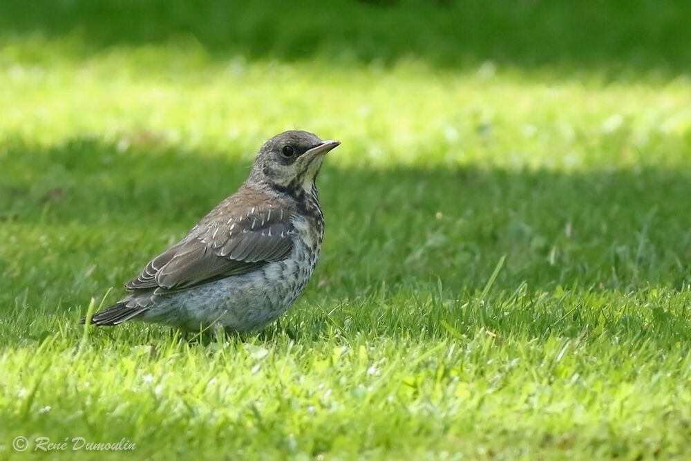 Fieldfarejuvenile, identification