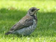 Fieldfare