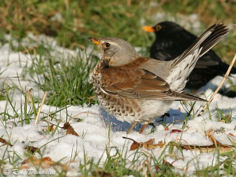 Grive litorneadulte, identification