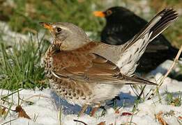 Fieldfare