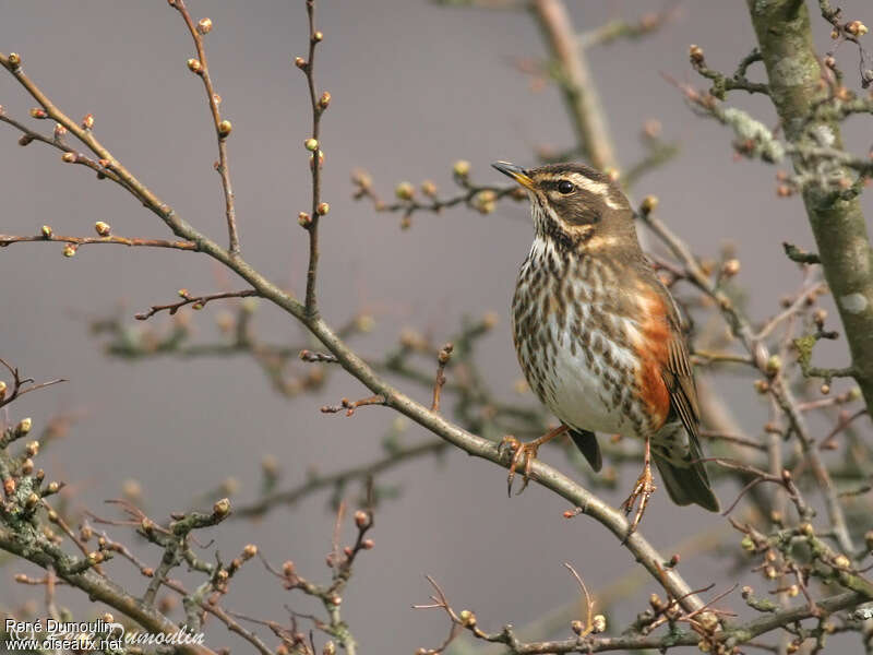 Redwingadult breeding, aspect, pigmentation