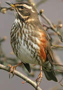 Redwing