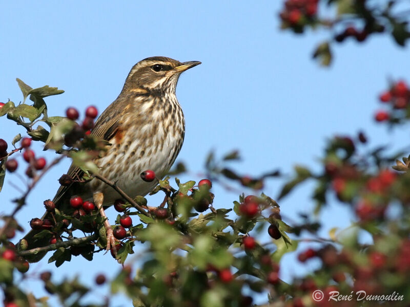 Redwing