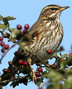 Redwing