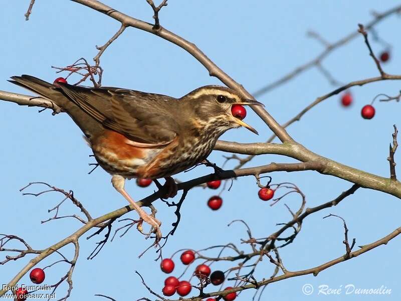 Redwingadult, feeding habits